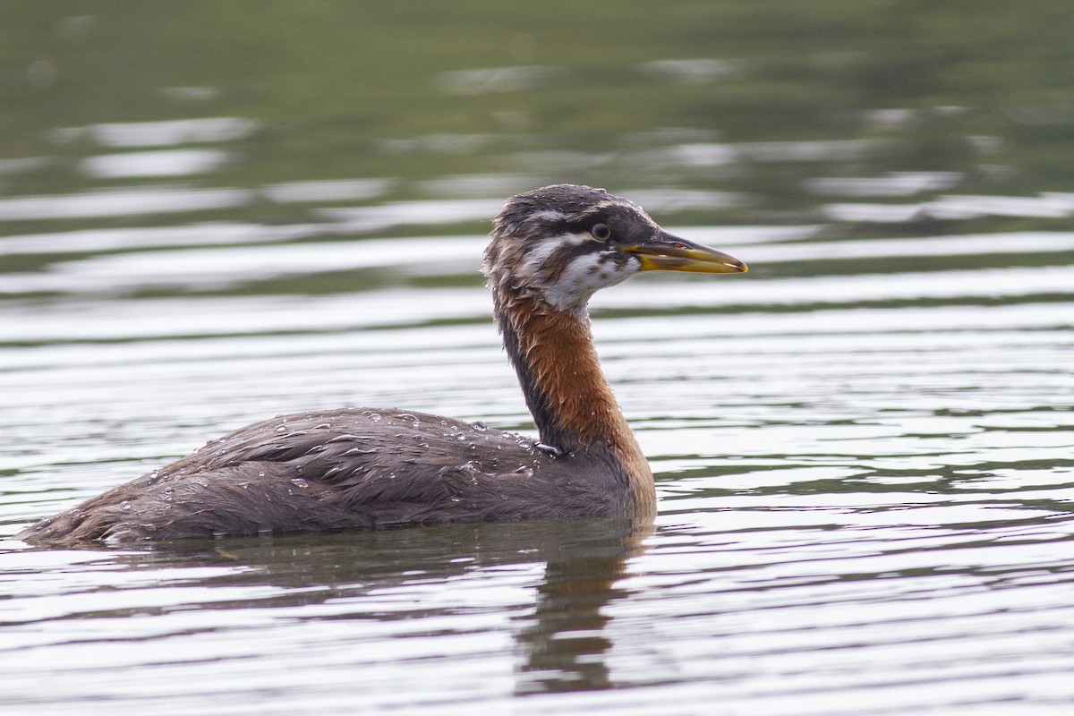 Red-necked Grebe - ML31581811