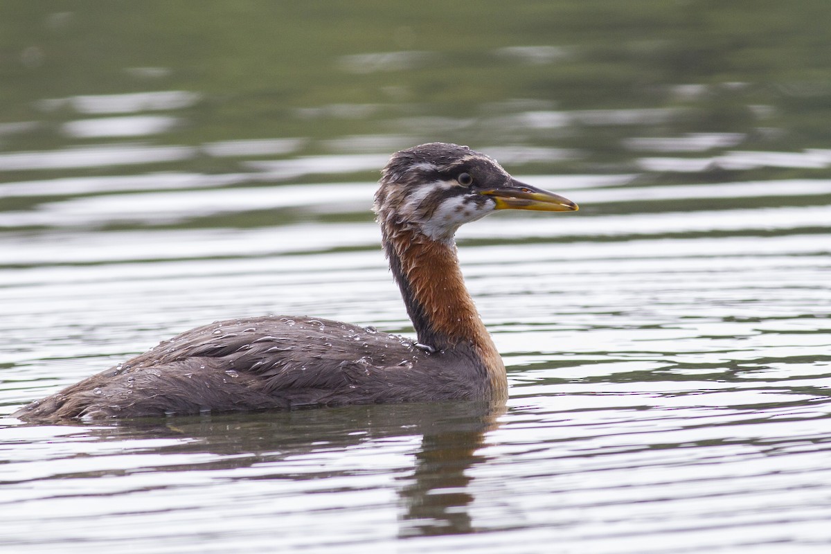 Red-necked Grebe - Jacob Drucker