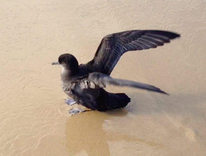 Short-tailed Shearwater - ML315818861