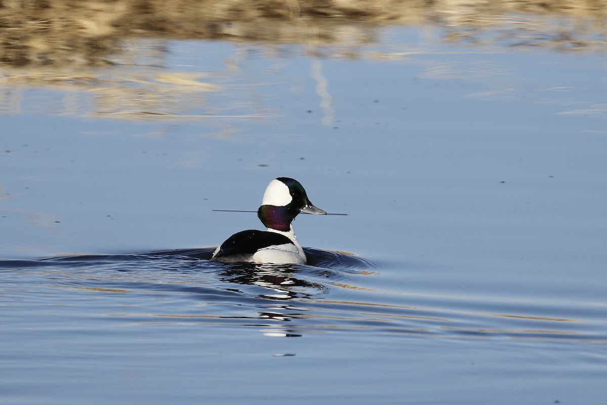 Bufflehead - ML315822171