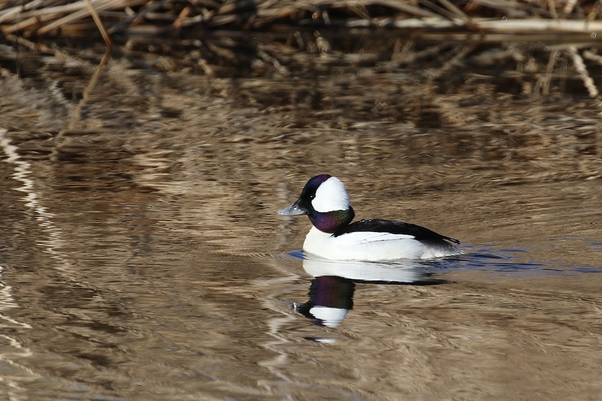 Bufflehead - ML315822201