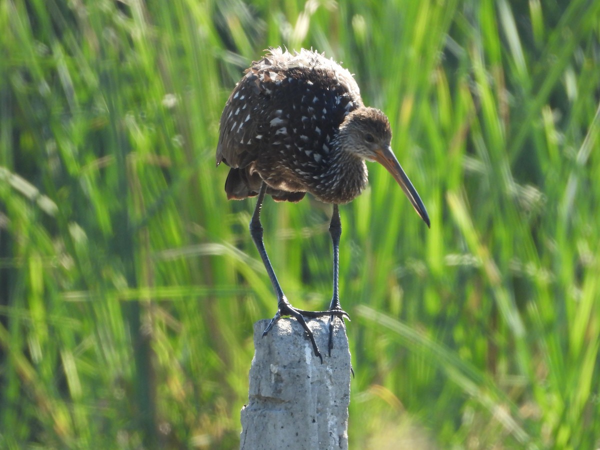 Limpkin - ML315823311