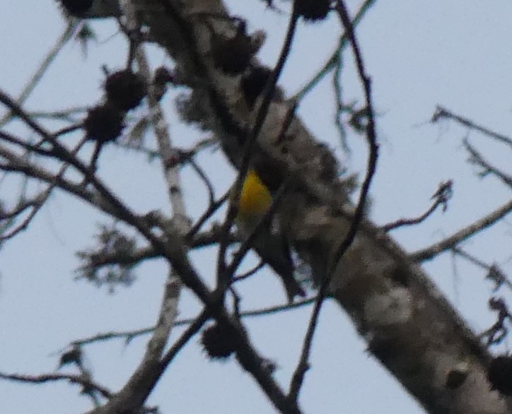 Northern Parula - ML315827811