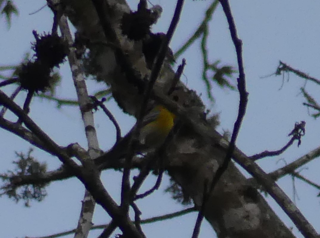 Northern Parula - Sean Lewis