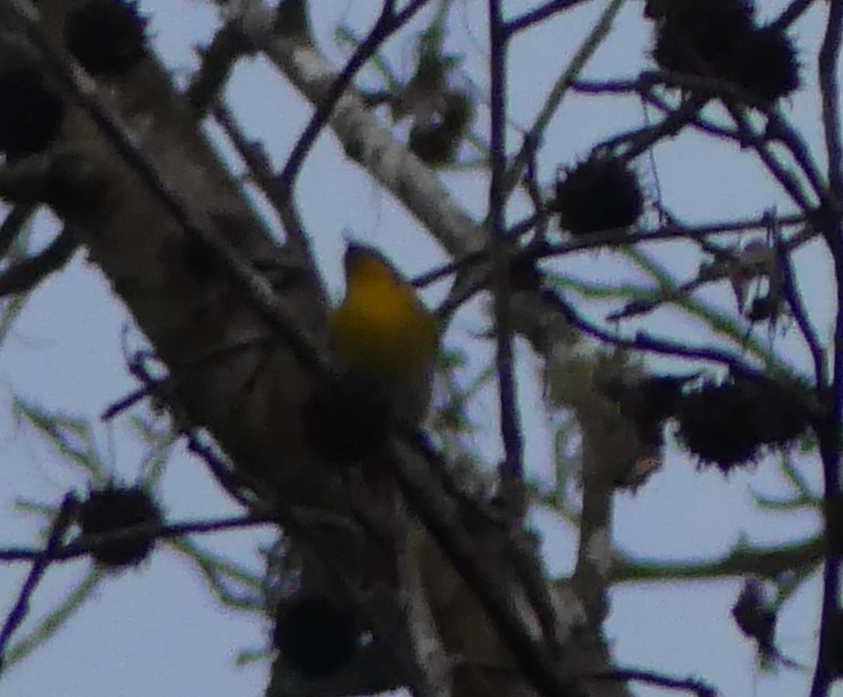 Northern Parula - Sean Lewis