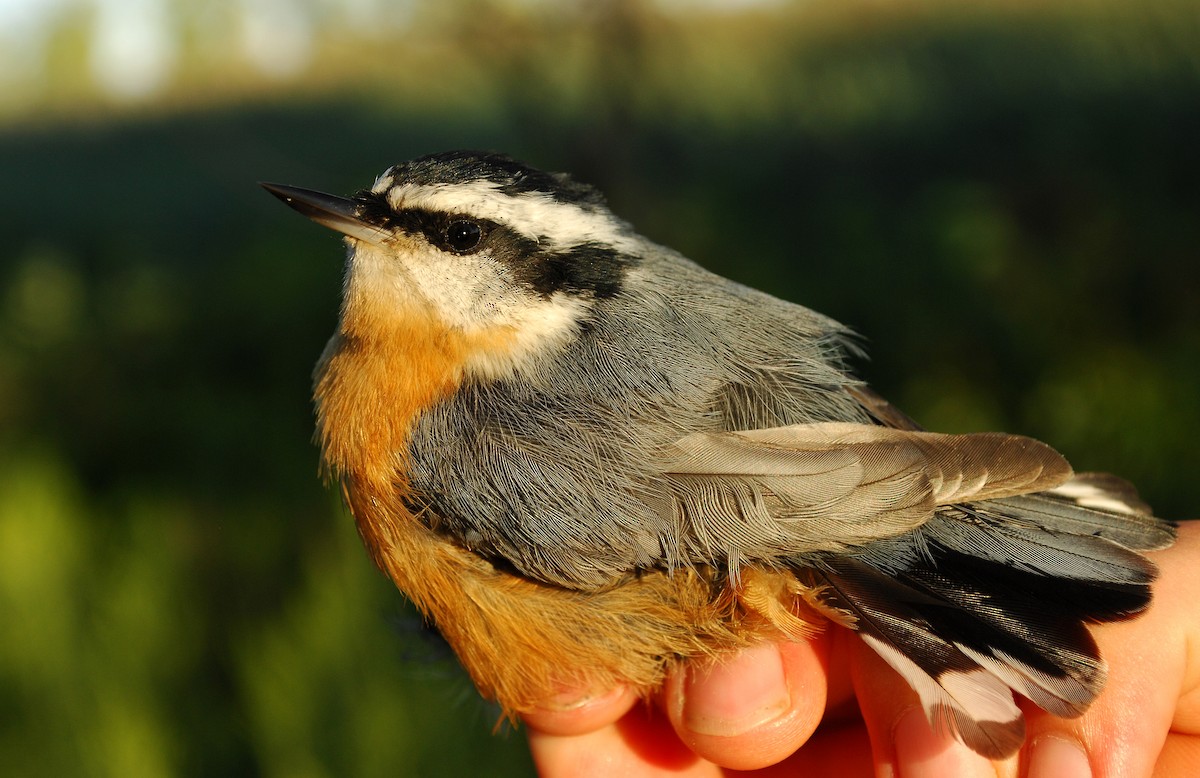 Red-breasted Nuthatch - ML31582821