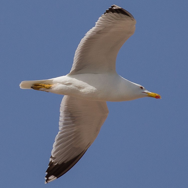 Yellow-legged Gull - ML315829441