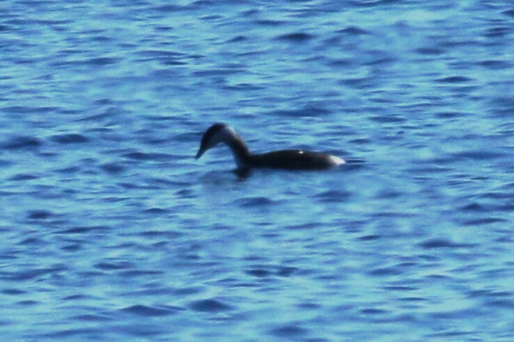 Red-necked Grebe - ML315830491