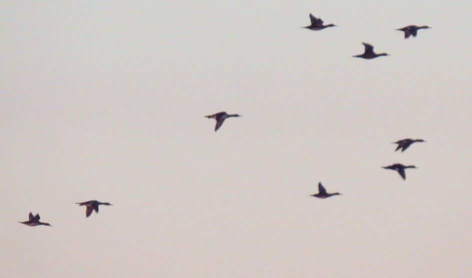 Northern Pintail - Tammy Hester