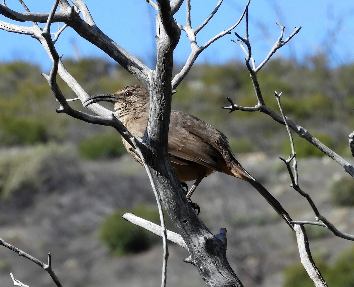 California Thrasher - Ken Schneider