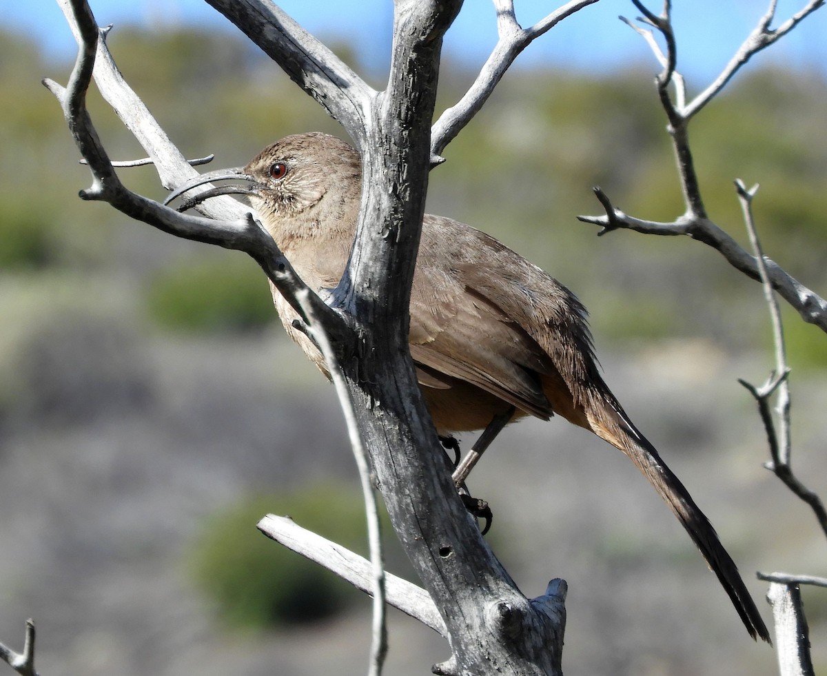 California Thrasher - ML315835681