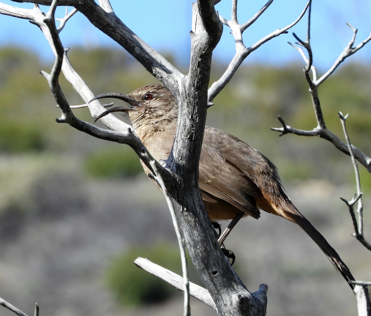 California Thrasher - ML315835691