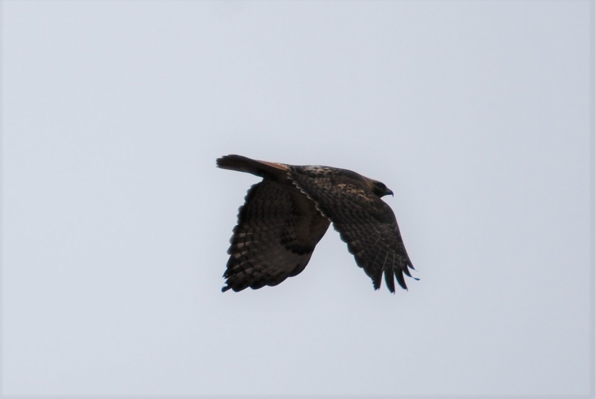 Red-tailed Hawk - ML315835751