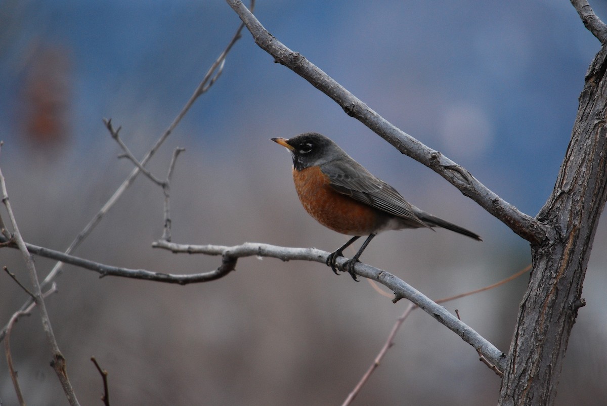 American Robin - ML315835881
