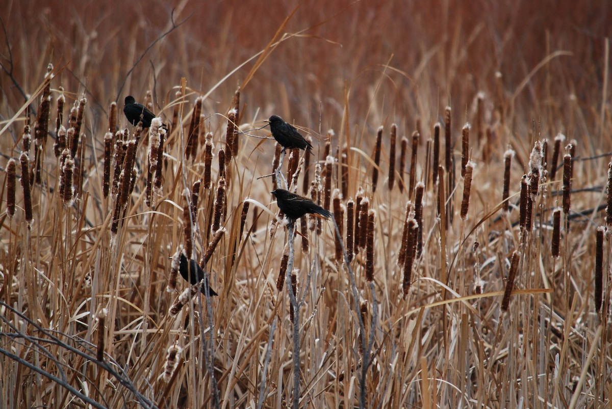 Red-winged Blackbird - ML315835951