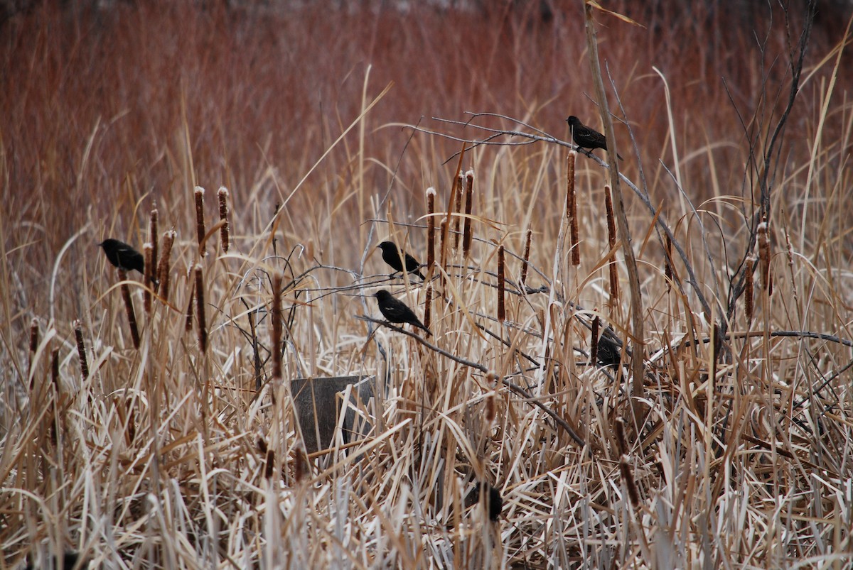 Red-winged Blackbird - ML315835981