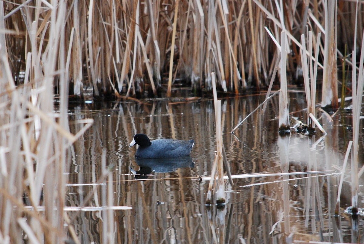 American Coot - ML315836171