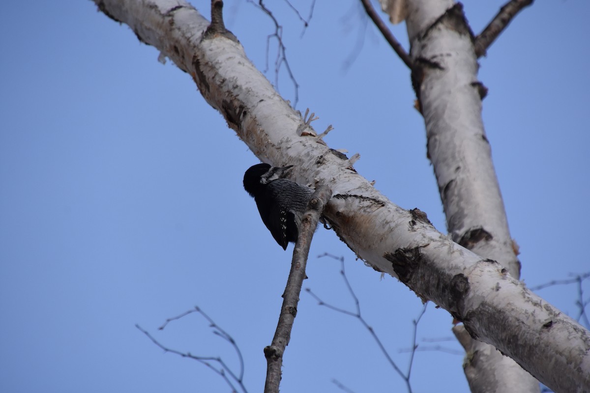 Black-backed Woodpecker - ML315840551