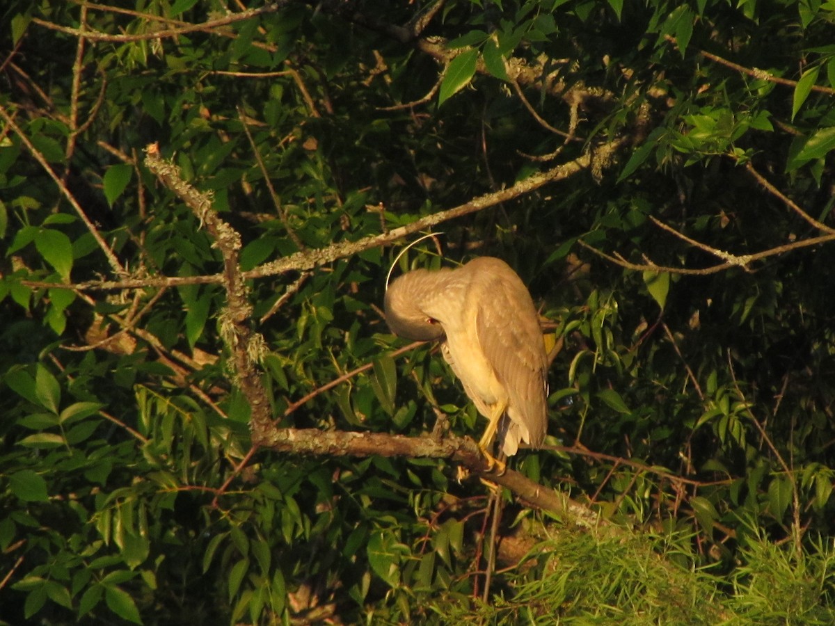 Black-crowned Night Heron - ML315840671