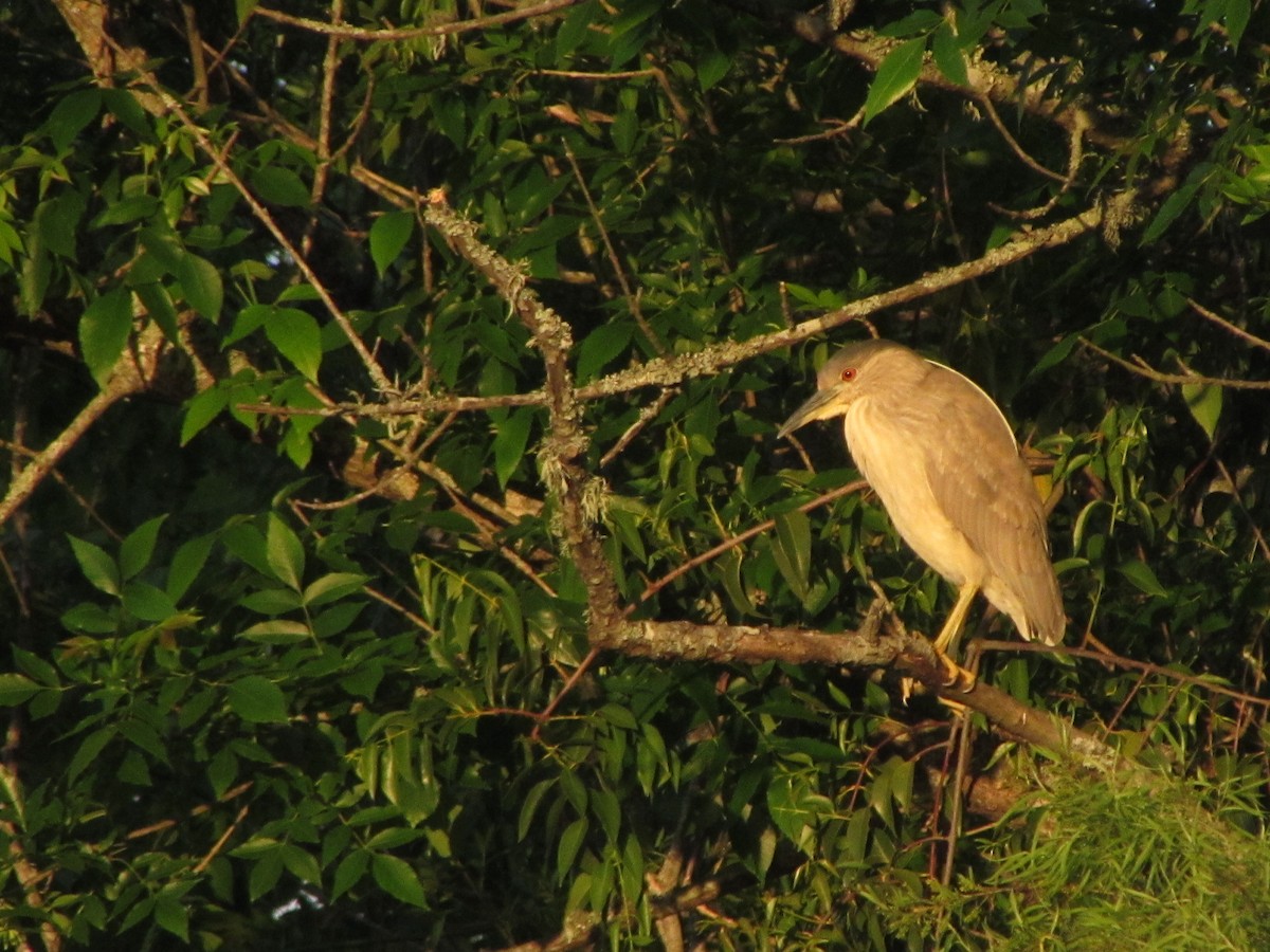 Black-crowned Night Heron - ML315840681