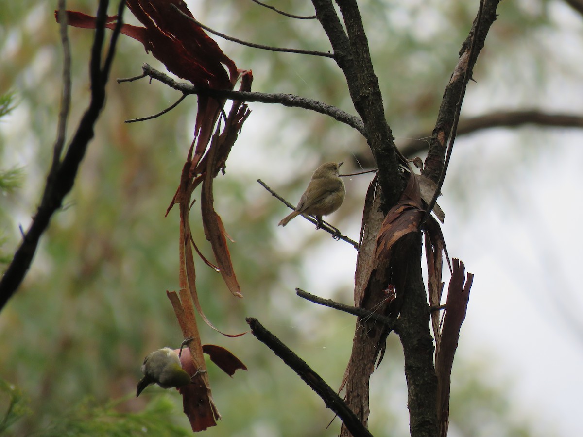 Brown Thornbill - ML315841341