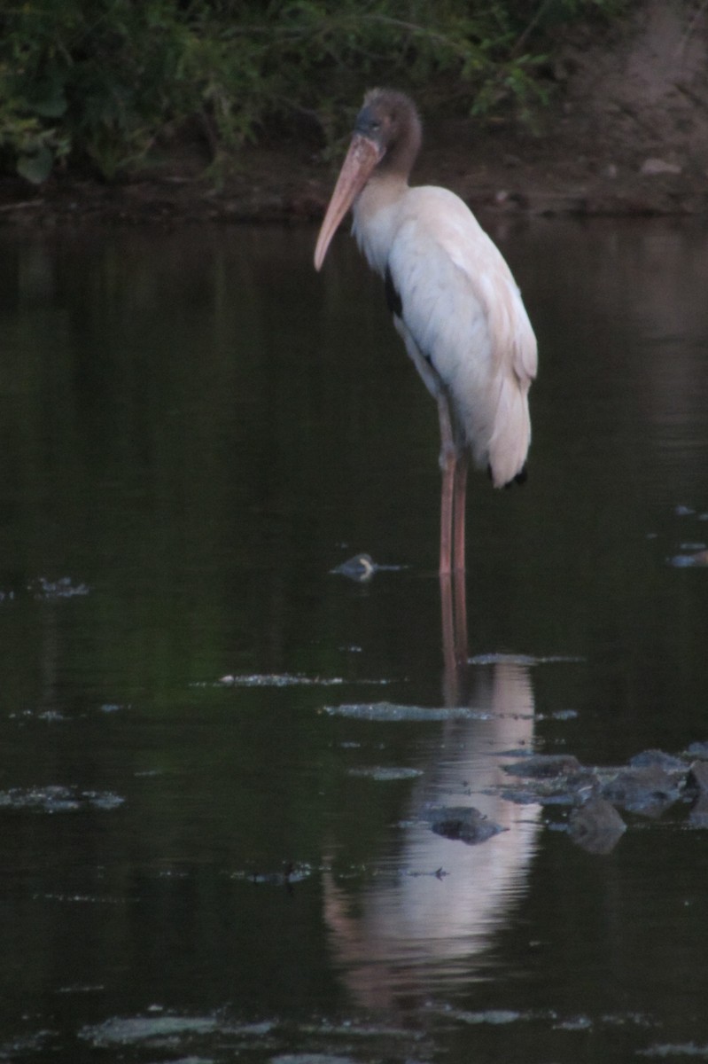 Wood Stork - ML315842021