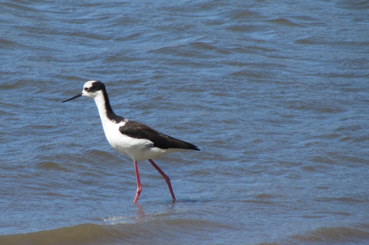 Black-necked Stilt - ML315843211