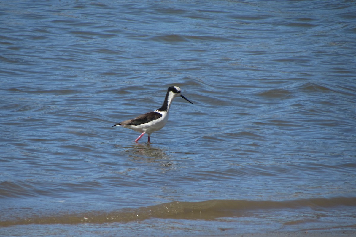 Black-necked Stilt - ML315843221