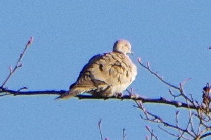 Eurasian Collared-Dove - Michael Wotherspoon