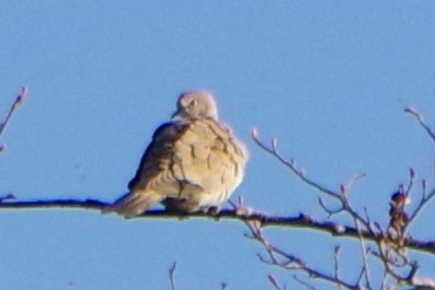 Eurasian Collared-Dove - Michael Wotherspoon