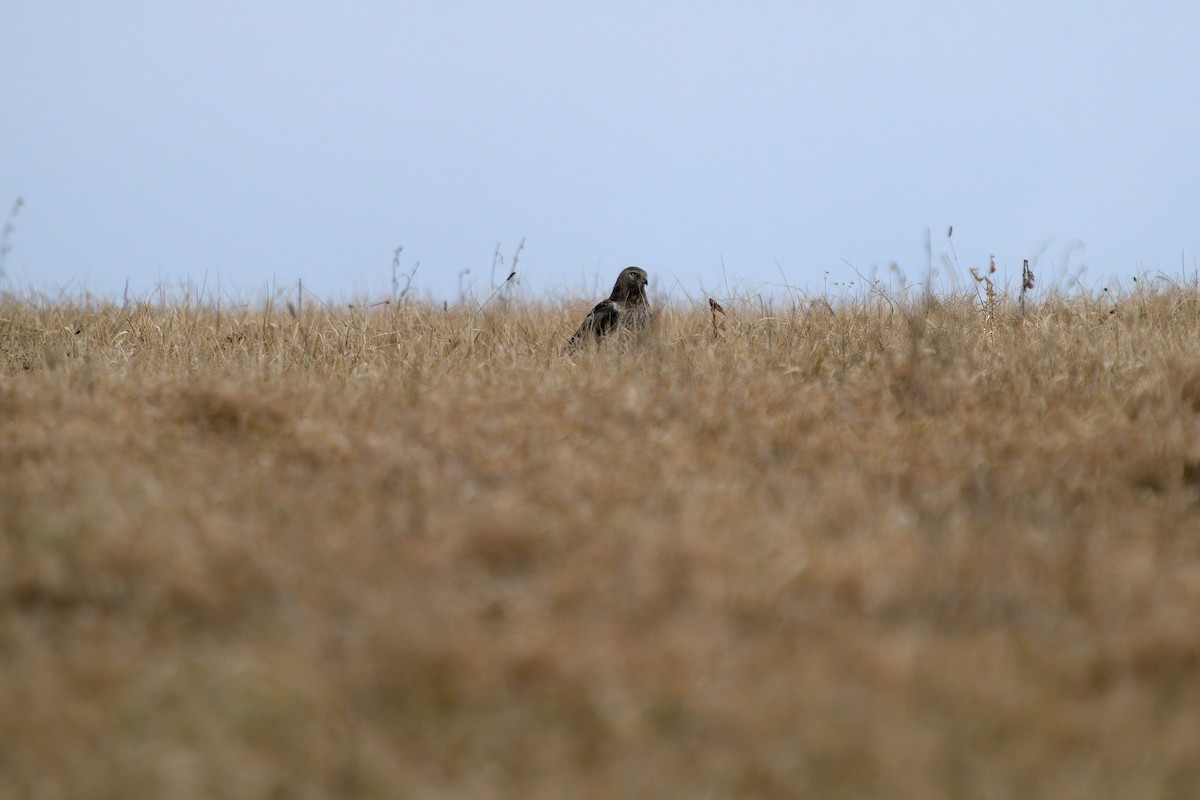 Northern Harrier - ML315844281