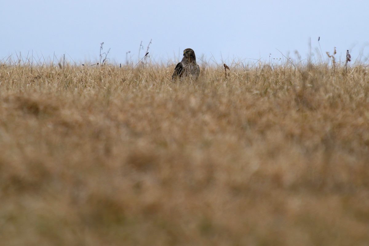 Northern Harrier - ML315844331