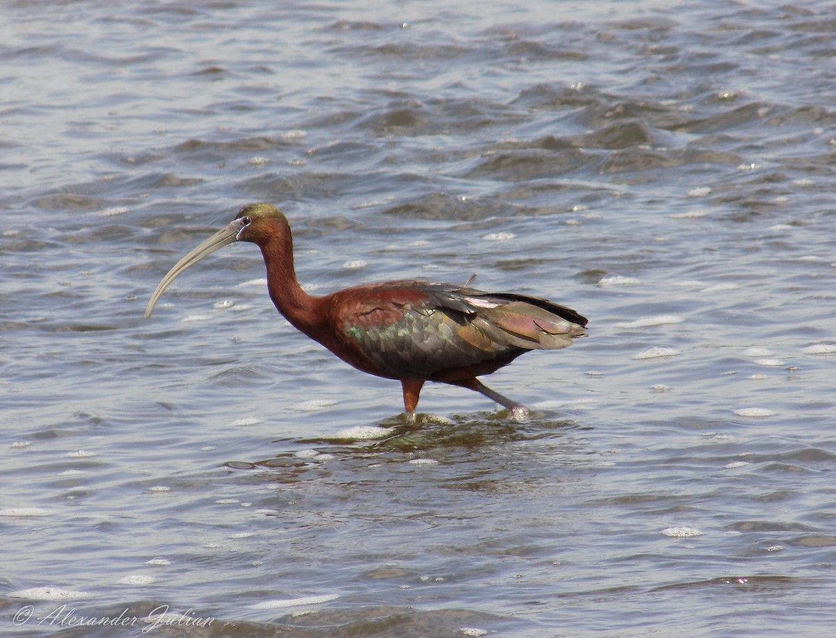 Ibis falcinelle - ML315845291