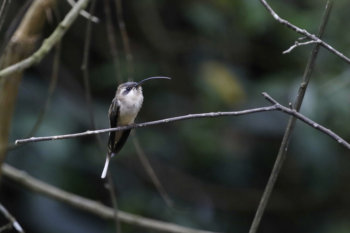 Long-billed Hermit (Central American) - ML315847361