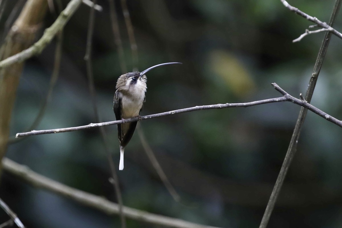 Long-billed Hermit (Central American) - ML315847371