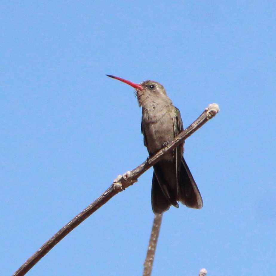 kolibřík temnobřichý - ML315847681