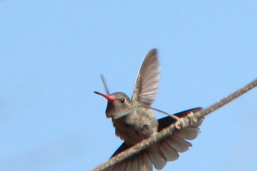 kolibřík temnobřichý - ML315847711