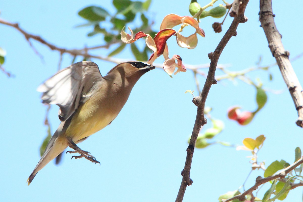 Cedar Waxwing - ML315848241