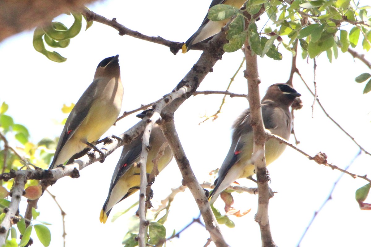 Cedar Waxwing - ML315848271