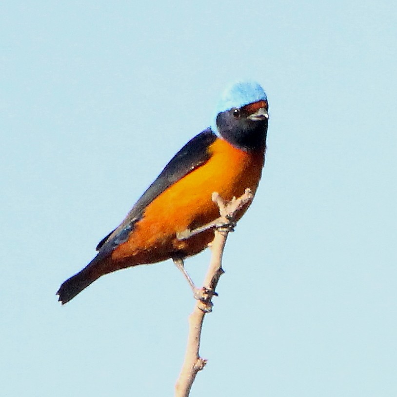 Elegant Euphonia - ML315848281