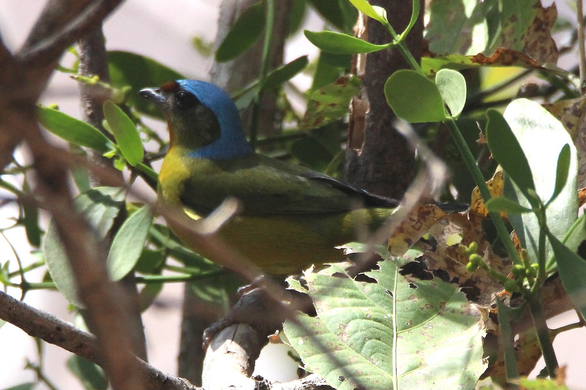 Elegant Euphonia - ML315848331