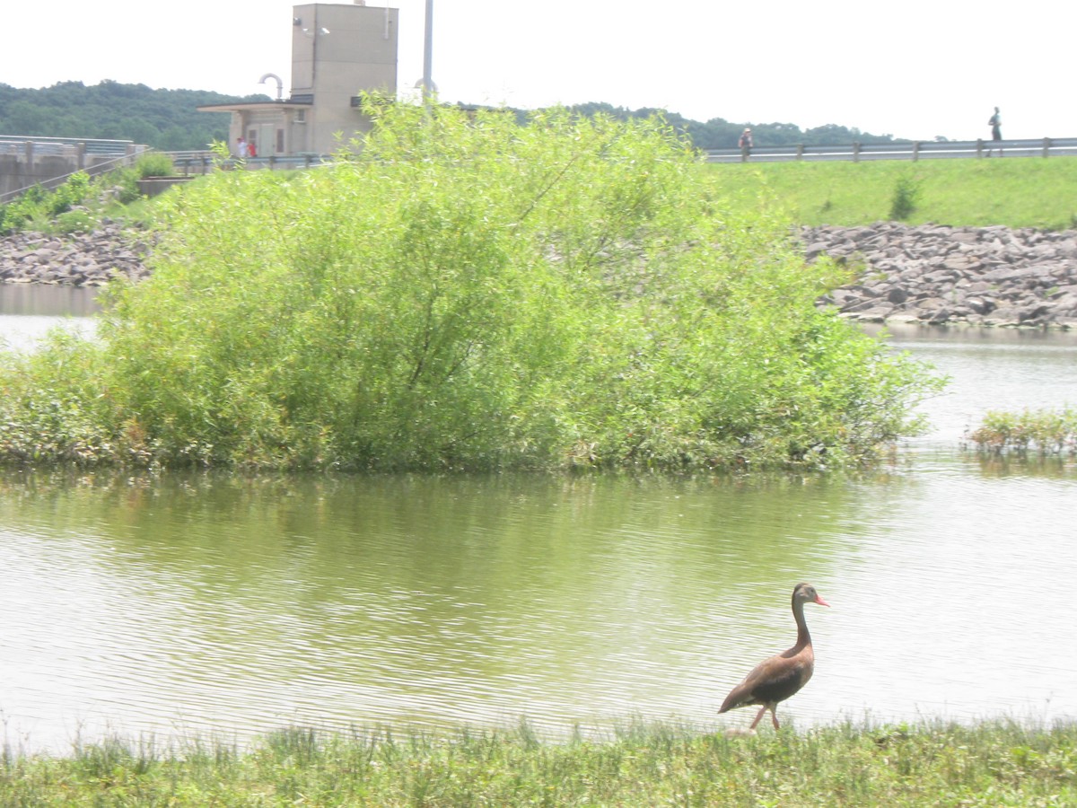 Black-bellied Whistling-Duck - ML315849481