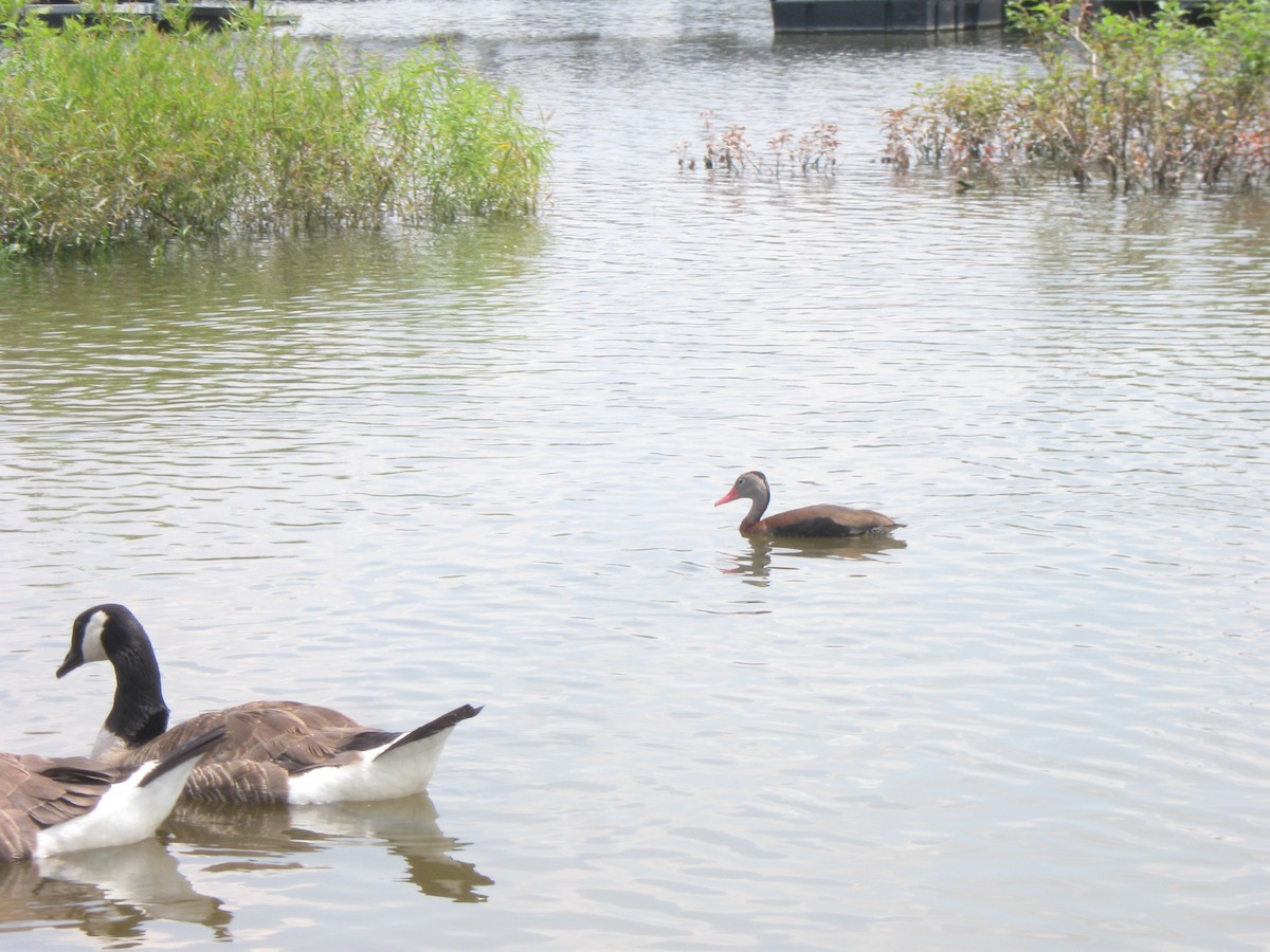 Black-bellied Whistling-Duck - ML315849791