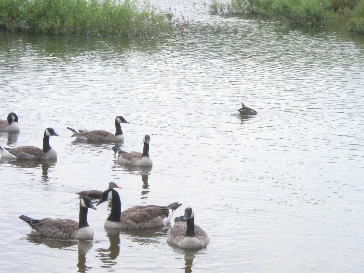 Black-bellied Whistling-Duck - ML315850031