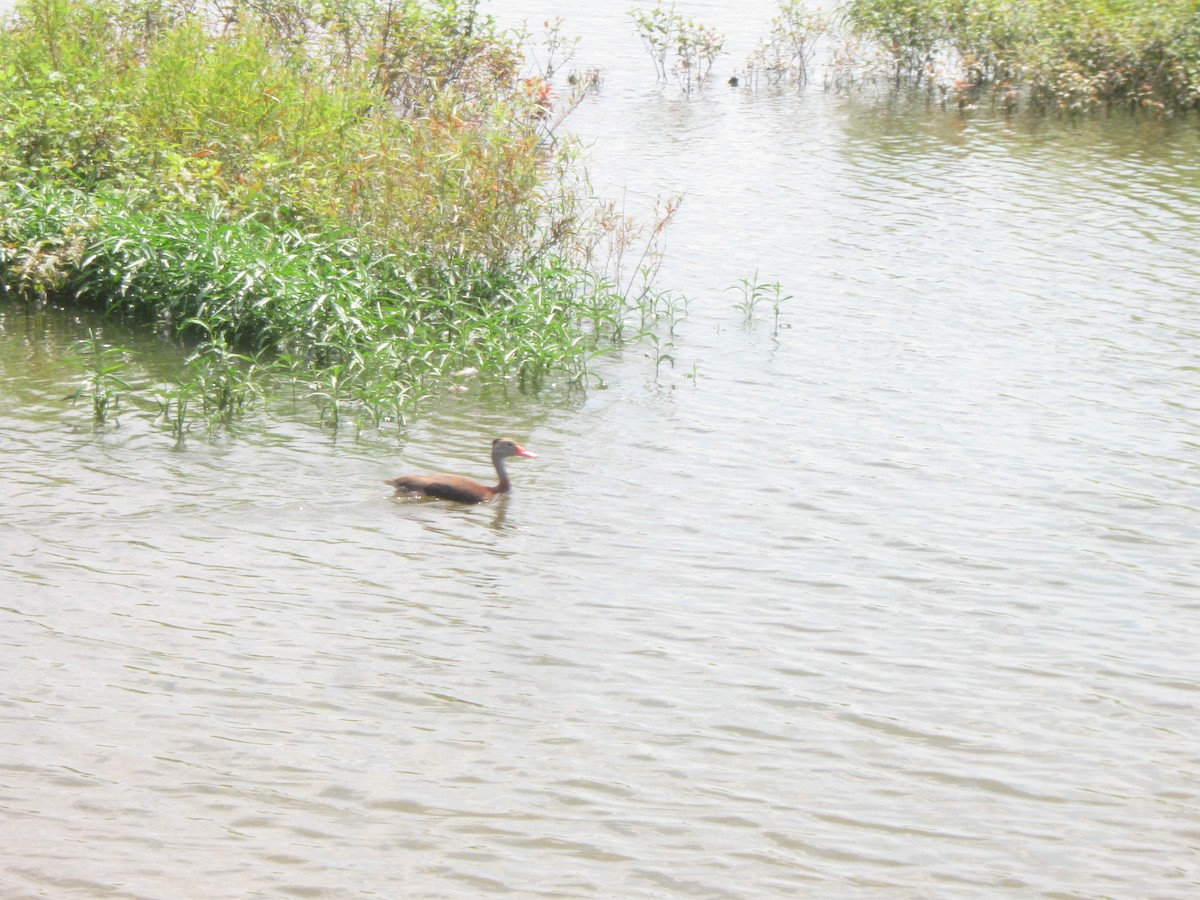 Black-bellied Whistling-Duck - ML315850281