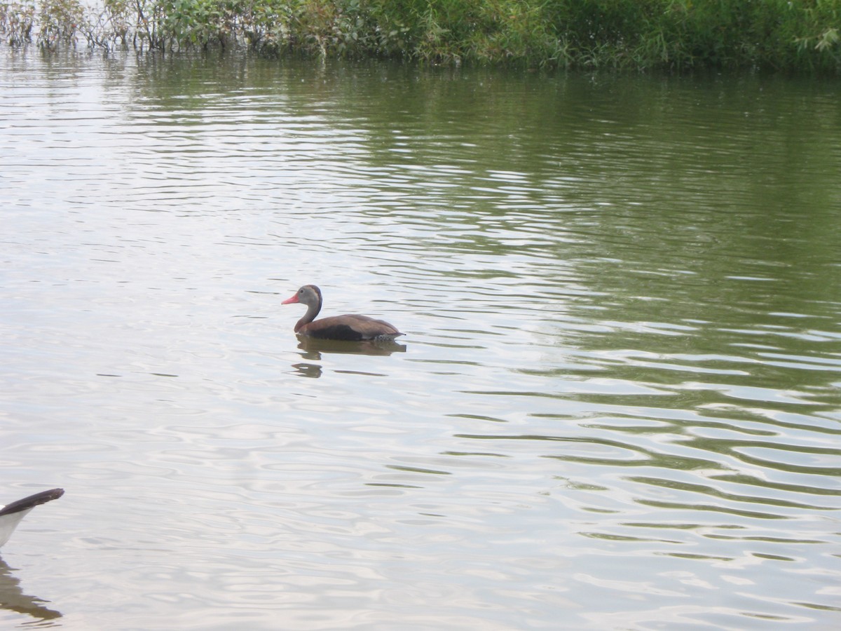 Black-bellied Whistling-Duck - ML315850841