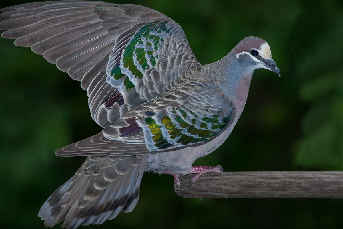 Common Bronzewing - ML315851111