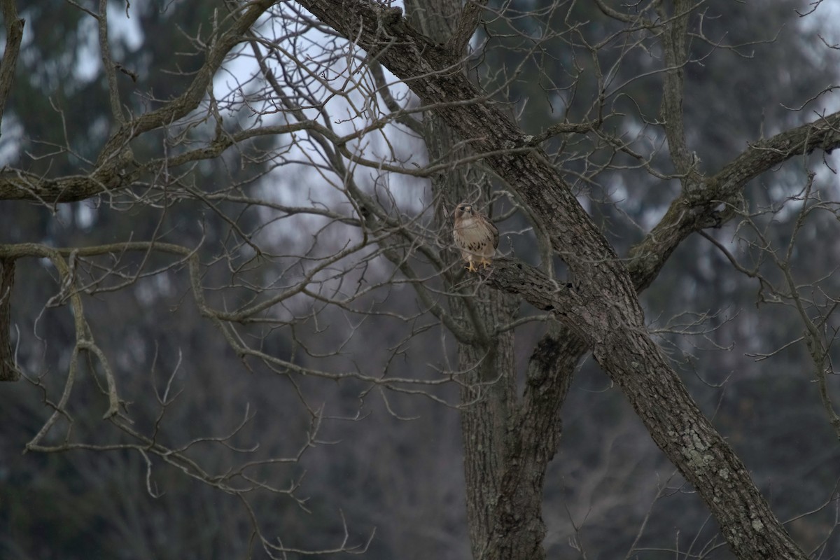 Red-tailed Hawk - Martin  Carlin