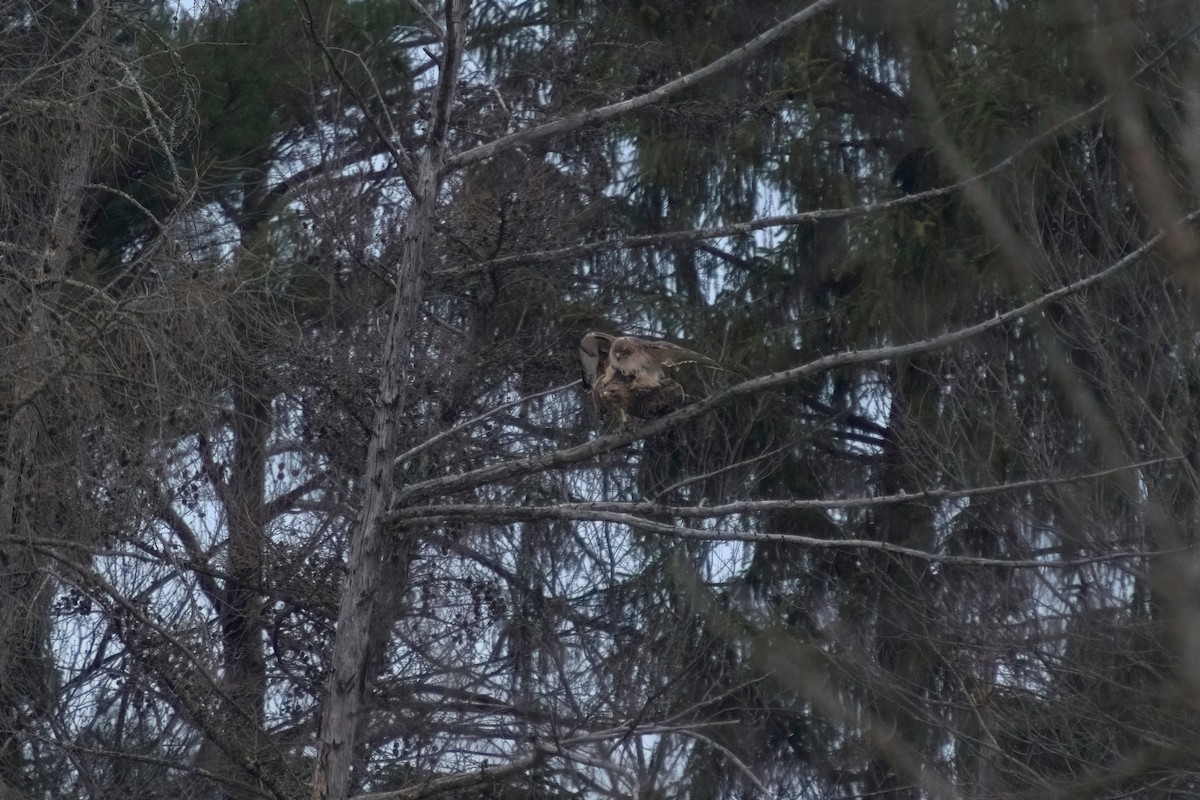 Red-tailed Hawk - ML315851441