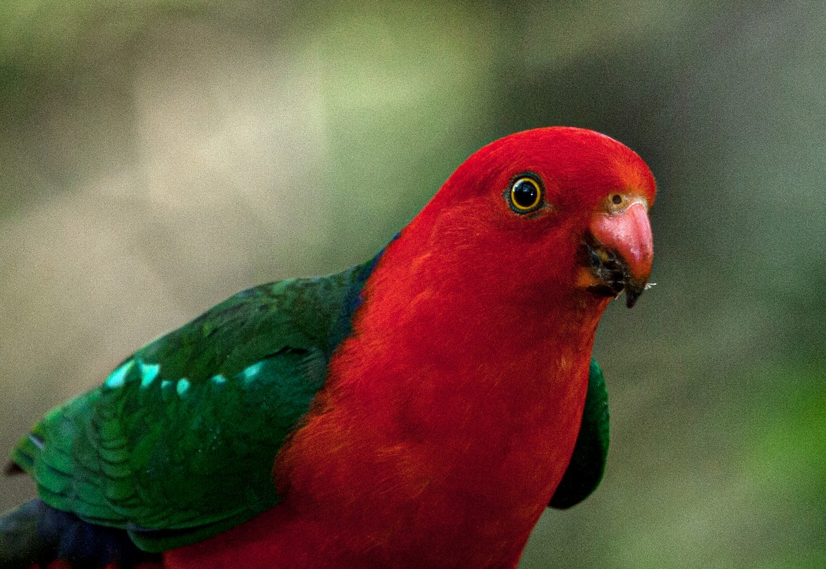 Australian King-Parrot - ML315851711